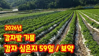 감자밭 물공급 가뭄 시작 해결 방법 양수기로 물대기 [감자재배방법]