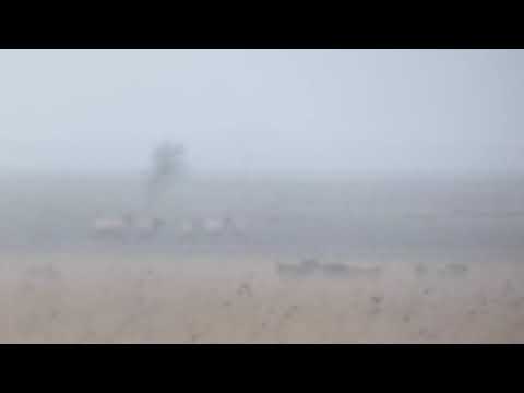 Oostvaardersplassen, nothing to eat, Easter Monday. Heck cattle bear the brunt, and suffer 5-04-2021