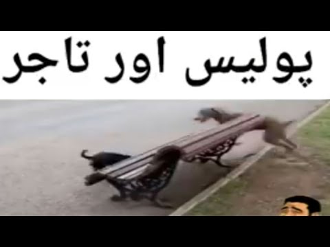 Police and Traders | Police aur Tajar | Funny dogs videos | Nasreen Layyah