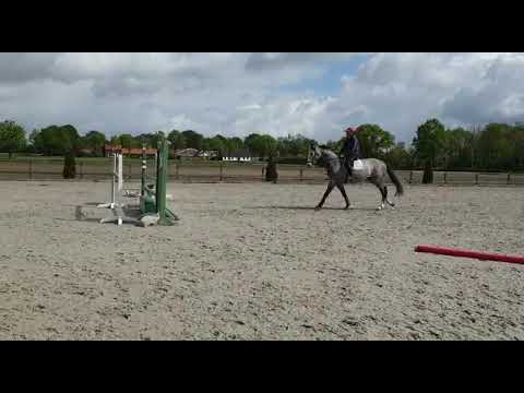 Cornet x Fuego du Prelet x Landino  4yrs gelding