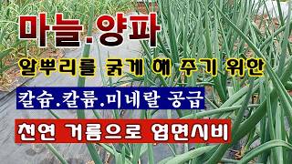 [텃밭농부 2,196]  마늘. 양파의 잎에 뿌려 주는 칼슘과 칼륨. 미네랄 공급 방법! #마늘재배 #양파재…