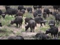 Mega Cape Buffalo Herd In Kruger On Safari With ASA
