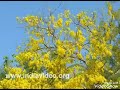 காட்டுல தலை ஆட்டுற சிறு ஆவாரம் பூவே க�
