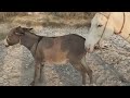Donkey Mating