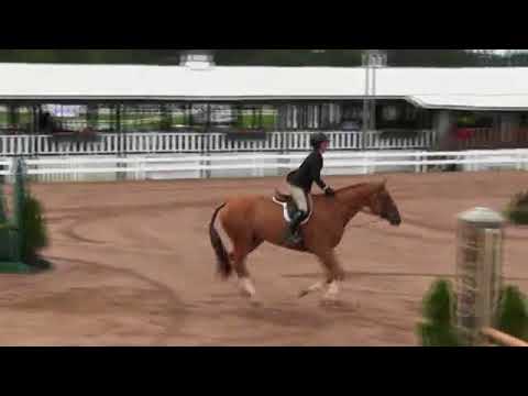 Video of DIOGENES ridden by JULIA STENTO from ShowNet!