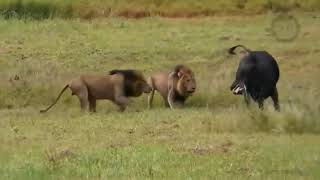 Download lagu pertarungan hidup mati singa vs banteng mp3