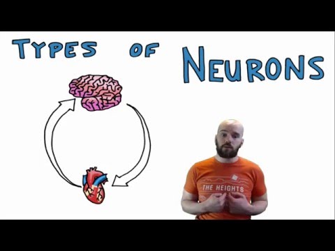 Types of Neurons - Structural and Functional Classes