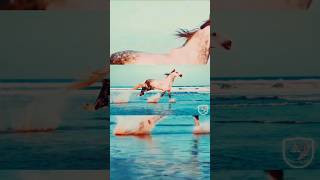 Download lagu A song for my soul and my horse - Dor de Neam - Murgule, murguțule mp3 Download lagu A song for my soul and my horse - Dor de Neam - Murgule, murguțule mp3