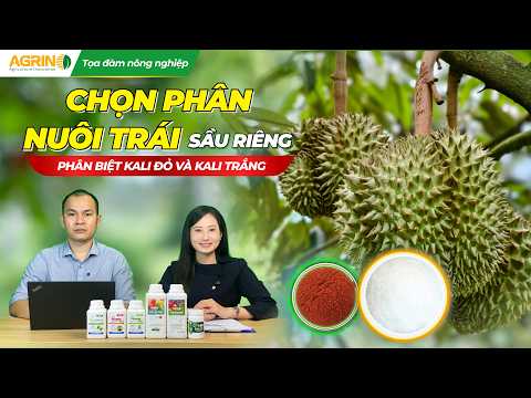CHỌN PHÂN NUÔI TRÁI SẦU RIÊNG - PHÂN BIỆT KALI ĐỎ VÀ KALI TRẮNG