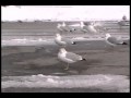 Richmond IN Seagulls In Walmart Parking Lot 2 7 10
