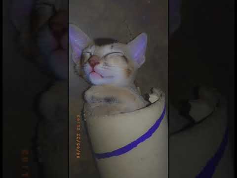 #raziahassan #cat #pets #animals #cutecat #petlover #petsofinstagram #cute#cutecat #kitten #kitten