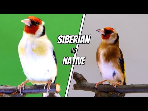 Siberian vs European Goldfinch - What’s the difference?