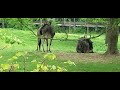 Fort Wayne Zoo Blue Wildebeest
