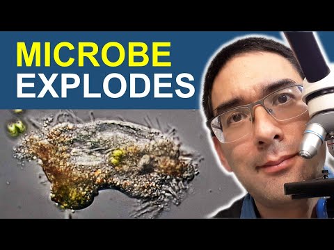 This microbe explodes