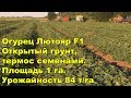 Огурец Лютояр F1. Открытый грунт, термос семенами. Площадь 1 га. Урожайность 84 т/га