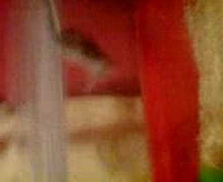 Hamster Doing Extreme Sport.