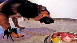 Download lagu Pitbull Mix eating raw beef tail and chicken mp3