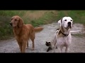 Hollywood Movies Homeward Bound 2 Comedy Sense Tamil