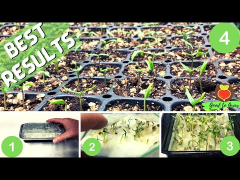 Best way to germinate pepper seeds | Gardening Tips