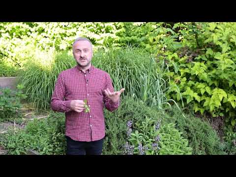 Žalfija ili kadulja lek za menopauzu, valunge, bakterijske i gljivične infekcije