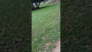 A little walk this morning