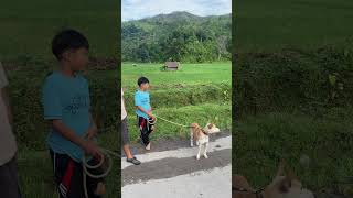 Download lagu adek ini punya anjing pemburu paling pintar kejar babi #anjingpemburu #boarhunting #shortvideo mp3 Download lagu adek ini punya anjing pemburu paling pintar kejar babi #anjingpemburu #boarhunting #shortvideo mp3