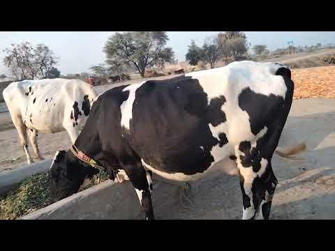 chulstani Caras cow far in sel Pakistan youtop #taqwa Panjab TV 19/12/22