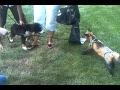 Gizmo the Pet Fox--Gizmo Meets Foxy Brown - Ragtatter Gizmo the Pet Fox--Gizmo Meets Foxy Brown