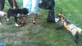Gizmo the Pet Fox--Gizmo Meets Foxy Brown