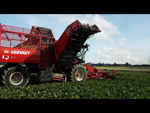Vergauwe K&P: Nieuwe Vervaet Q621 (2018) - Sukerbieten // New Sugarbeet - Nouveau Betteraves