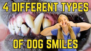 Learn the 4 Types of Dog Bites + Malocclusions + Scissor Bite! | Dr. Lindsay Butzer Vet Explains!