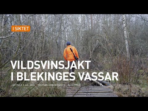 Vildsvinsjakt i blekinges vassar