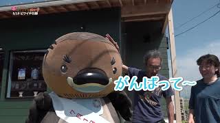 2026/6/23放送・知ったかぶりカイツブリにゅーす
