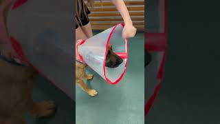 Video preview image #1 Mutt Puppy For Sale in Royse City, TX, USA