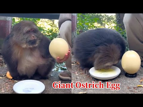 Xingxing: My God! This Is The Biggest Egg I've Ever Seen!#monkey #animals #cute