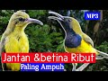Suara Pikat Burung Sogon Paling Ampuh Mp3 Dijamin Dapat 100
