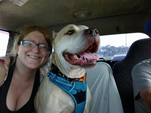 GoFundMe Campaign: Bringing Back Tide's Smile