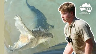 Robert's Croc Profiles - Scrappa | Australia Zoo Life