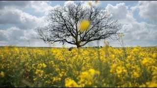 Vassilikos - Famous Blue Raincoat (Unofficial Video)