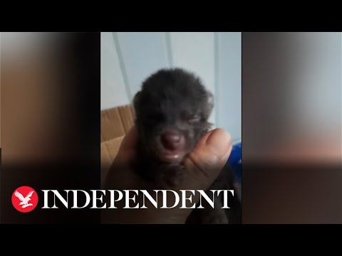Shanghai resident mistakes raccoon dog for stray puppy