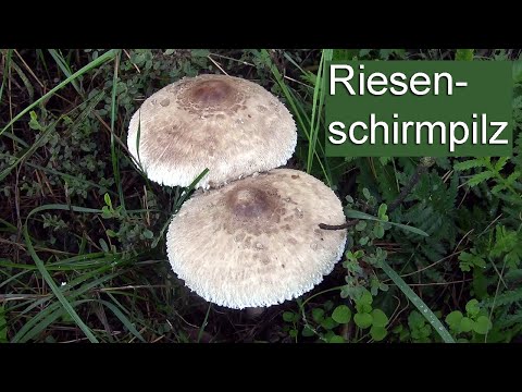 Riesenschirmling | Parasol | Pilzschnitzel