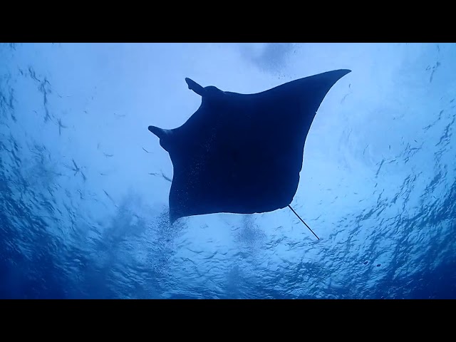 ダイブハウスマンタ石垣島