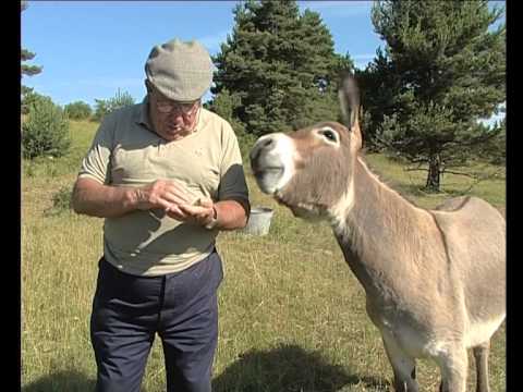 Pimpoleta, mònta al cièl…