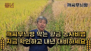 “같은 논인데 왜 이렇게 차이가 날까? “깨시무늬병, 약보다 더 강력한 예방법이 있다!”