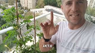 הדרכה לגידול שיח עגבניות שרי במרפסת