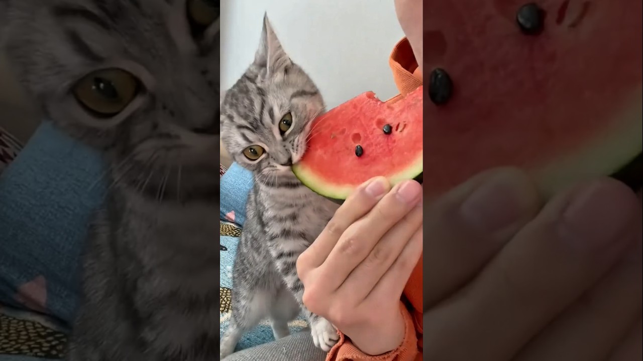 Top 5 Foods Your Cat Secretly Loves 😳🐱#cat #cutecat #food #catlove #shorts