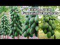 Seeds to Harvest / How to grow papaya from seeds / Easy to get more fruits for beginner by NY SOKHOM