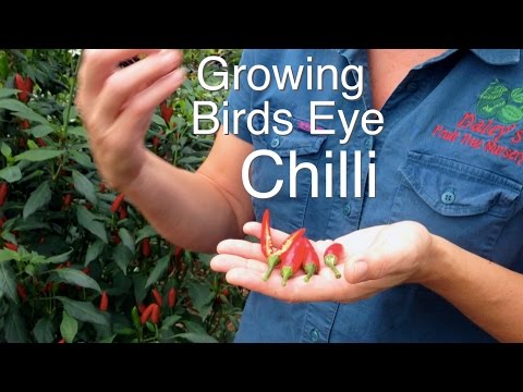 download lagu mp3 mp4 Growing Birds Eye Chilli, download lagu Growing Birds Eye Chilli gratis, unduh video klip Growing Birds Eye Chilli