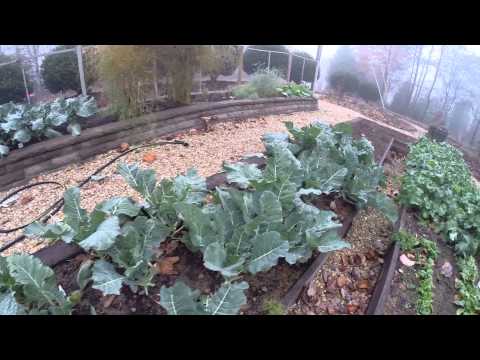 download lagu mp3 mp4 Can You Eat Raw Broccoli Leaves, download lagu Can You Eat Raw Broccoli Leaves gratis, unduh video klip Can You Eat Raw Broccoli Leaves