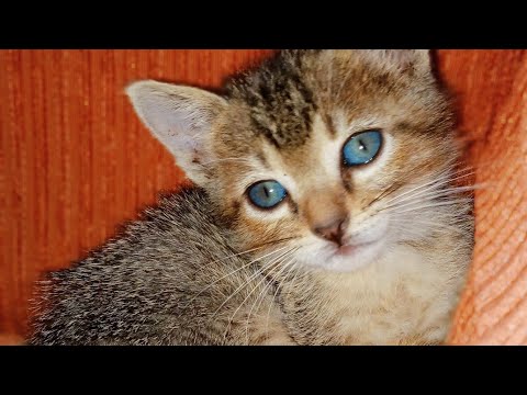 MASSAGE BOY! 😹😹 | my cat MILKY BOY